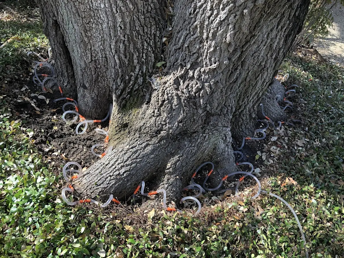 Detailed Tree Cabling and Bracing job site in Hutchinson