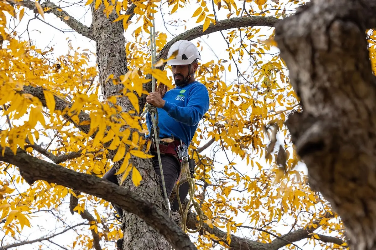 Skilled Tree Planting crew working in Hutchinson