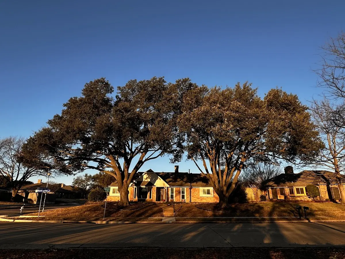 Established residential canopy tree shading a home in Hutchinson